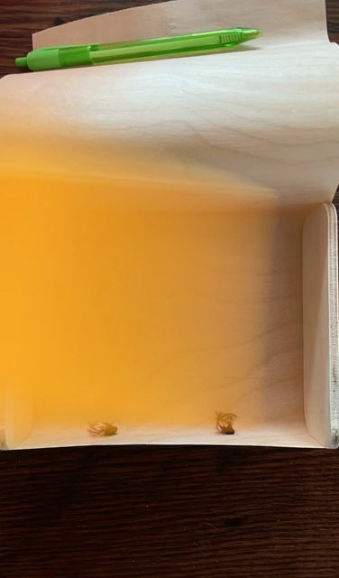 Scripture Box--Health Healing & Hope